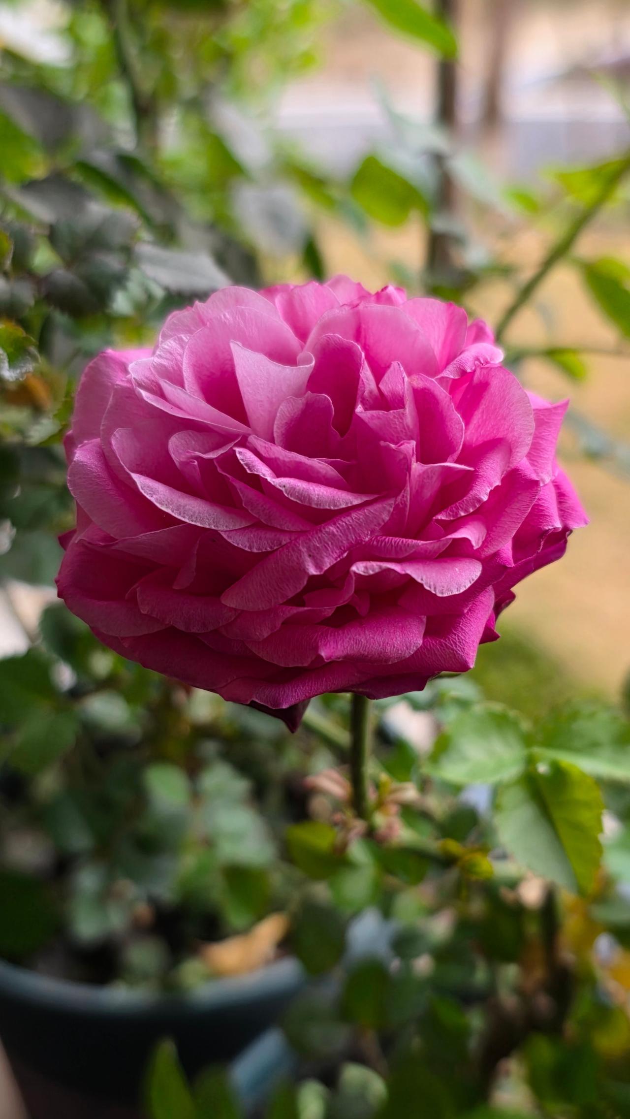 新手养花 冬去春来 菊花月季花春花