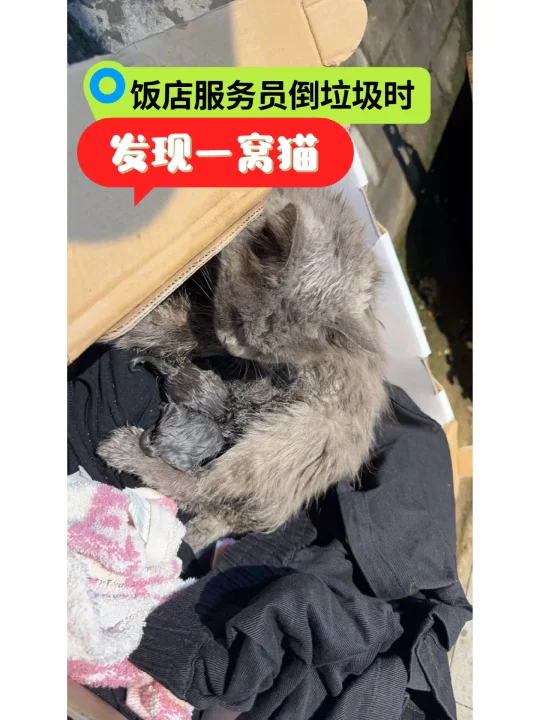 谁能收留被扔垃圾桶的猫妈一家？昨天，饭店服务员倒垃圾时，发现垃圾桶里被...