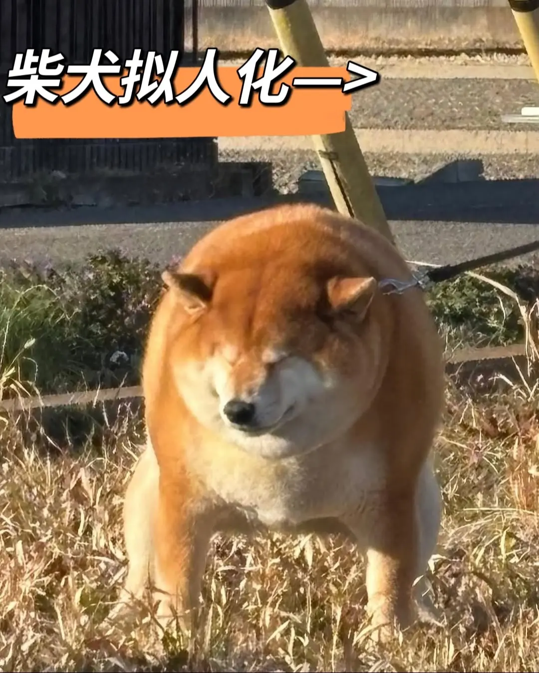 柴犬拟人化，哈哈哈哈哈哈哈，一旦接受了这个设定，看自家狗都觉得怪怪的