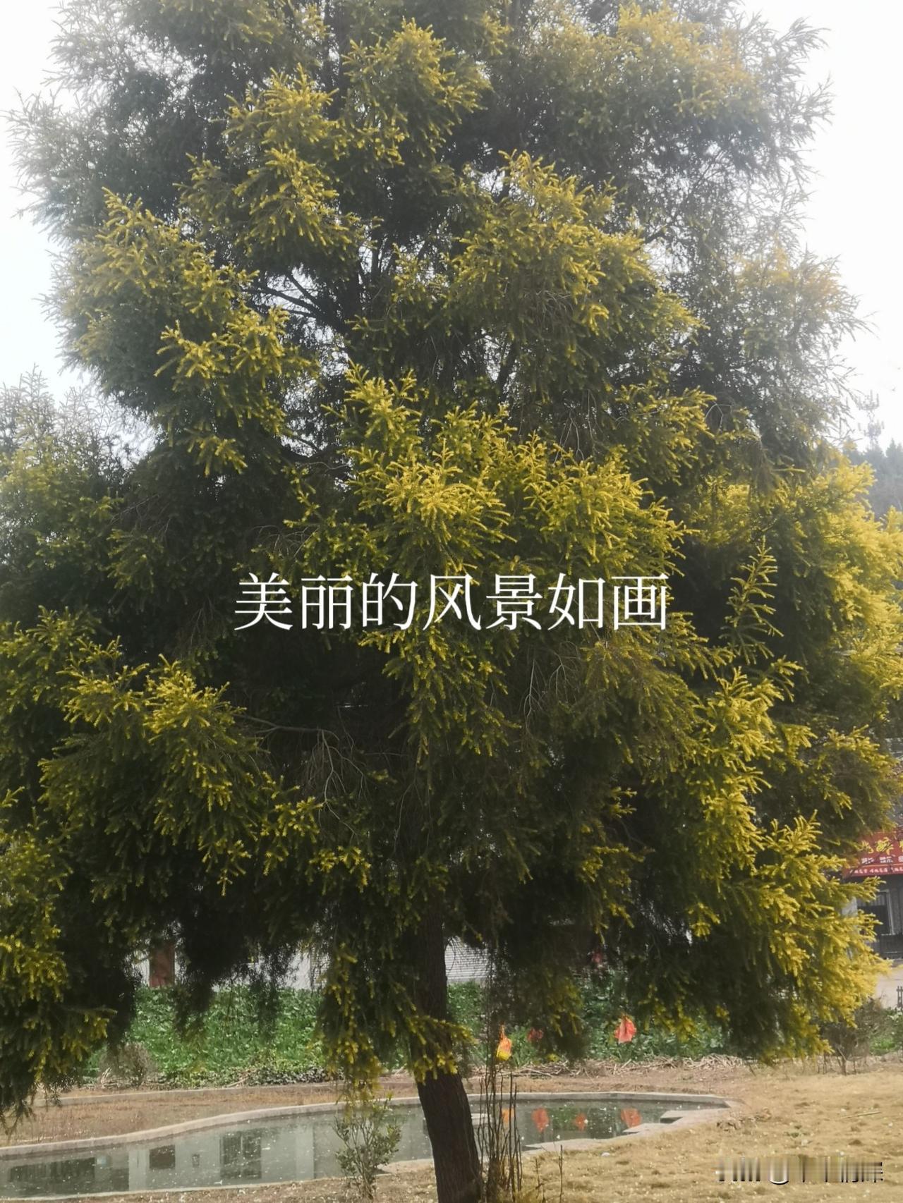 每日分享一句人生感悟乡村的广场上外围，有一颗像杉树一样的树子，这又叫风情树，好看