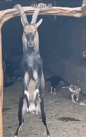 国外有个农户家里圈养的羊，关久了实在太无聊，居然用自己的羊角，折腾出了个“羊角荡