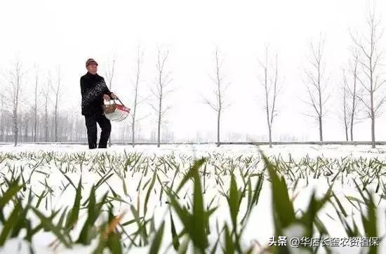 大雪过后追施尿素  ，正确时间和方法以及注意事项。
老天爷赏赐的恩惠，咱们农民朋