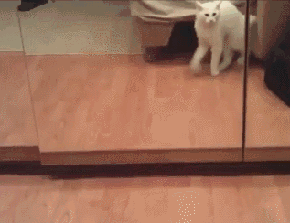 猫猫：看起来镜子里那只好像惹不起的样子，撤退 