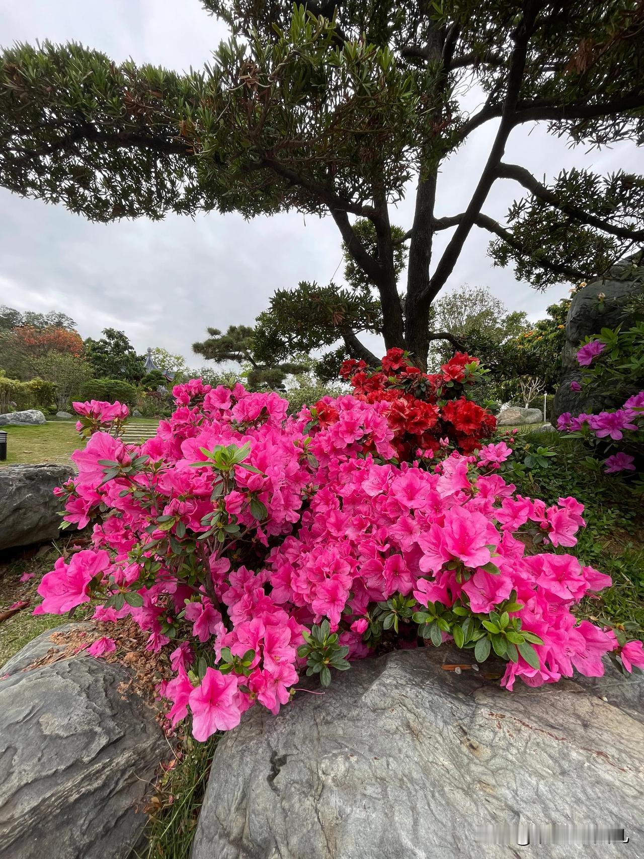 在乍暖还寒的日子里，踏入东莞植物园，开启寻春之旅 。
一进园，大片金黄的油菜花肆