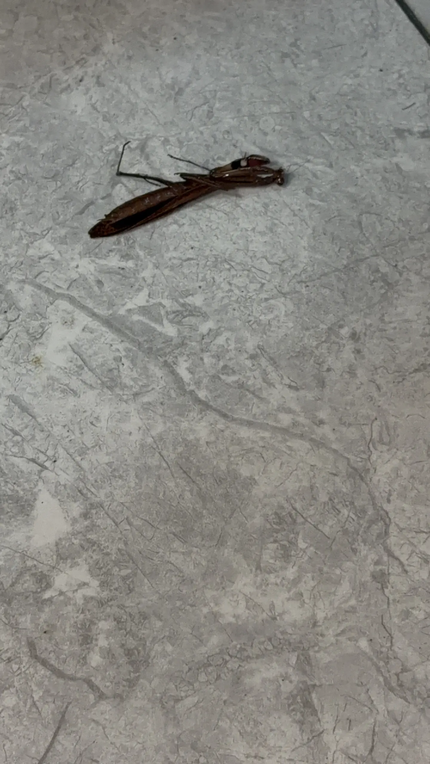 成功干掉一直螳螂