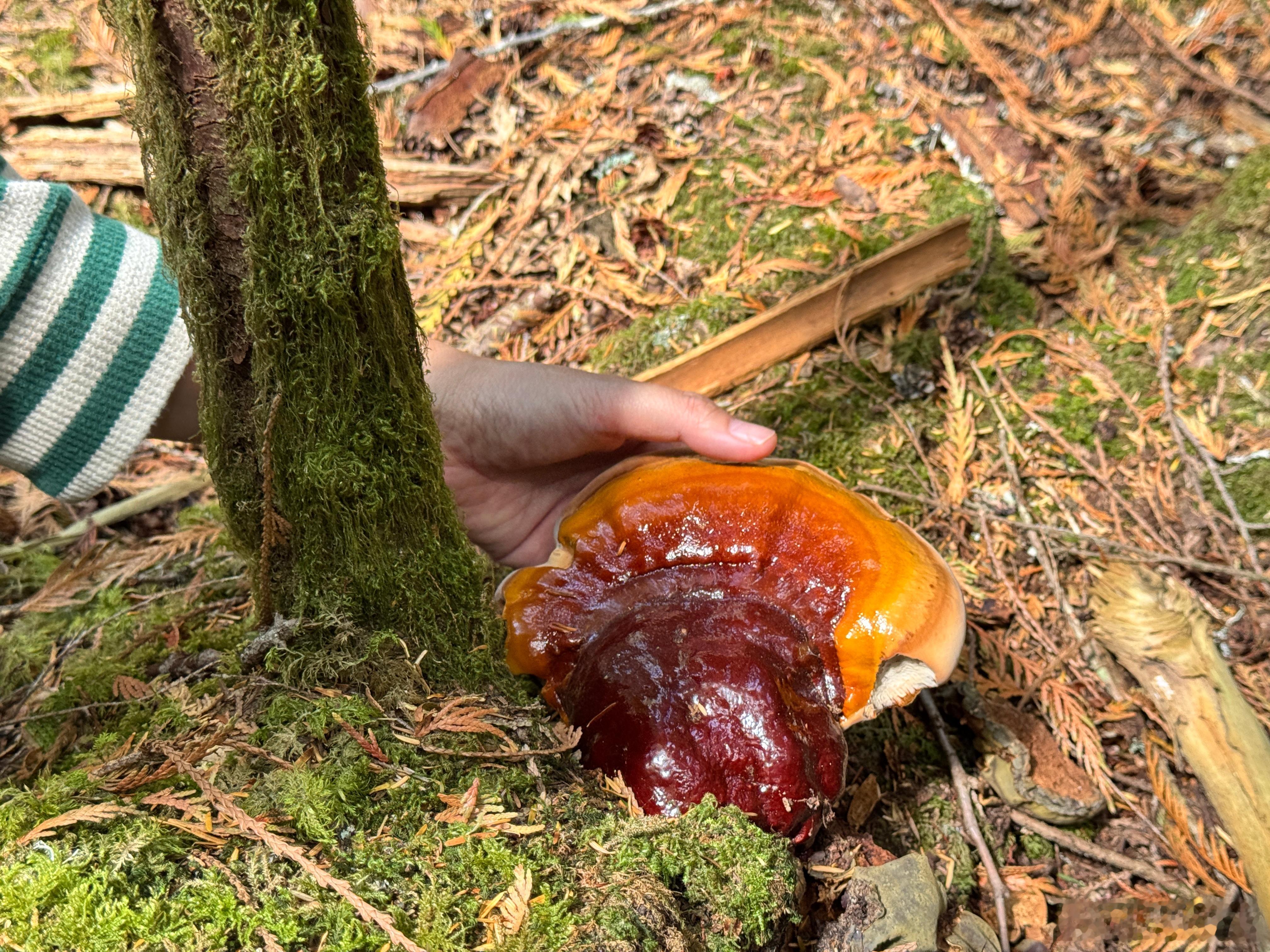 翻山越岭，遇到一朵超漂亮的灵芝（只摸了摸，没采 