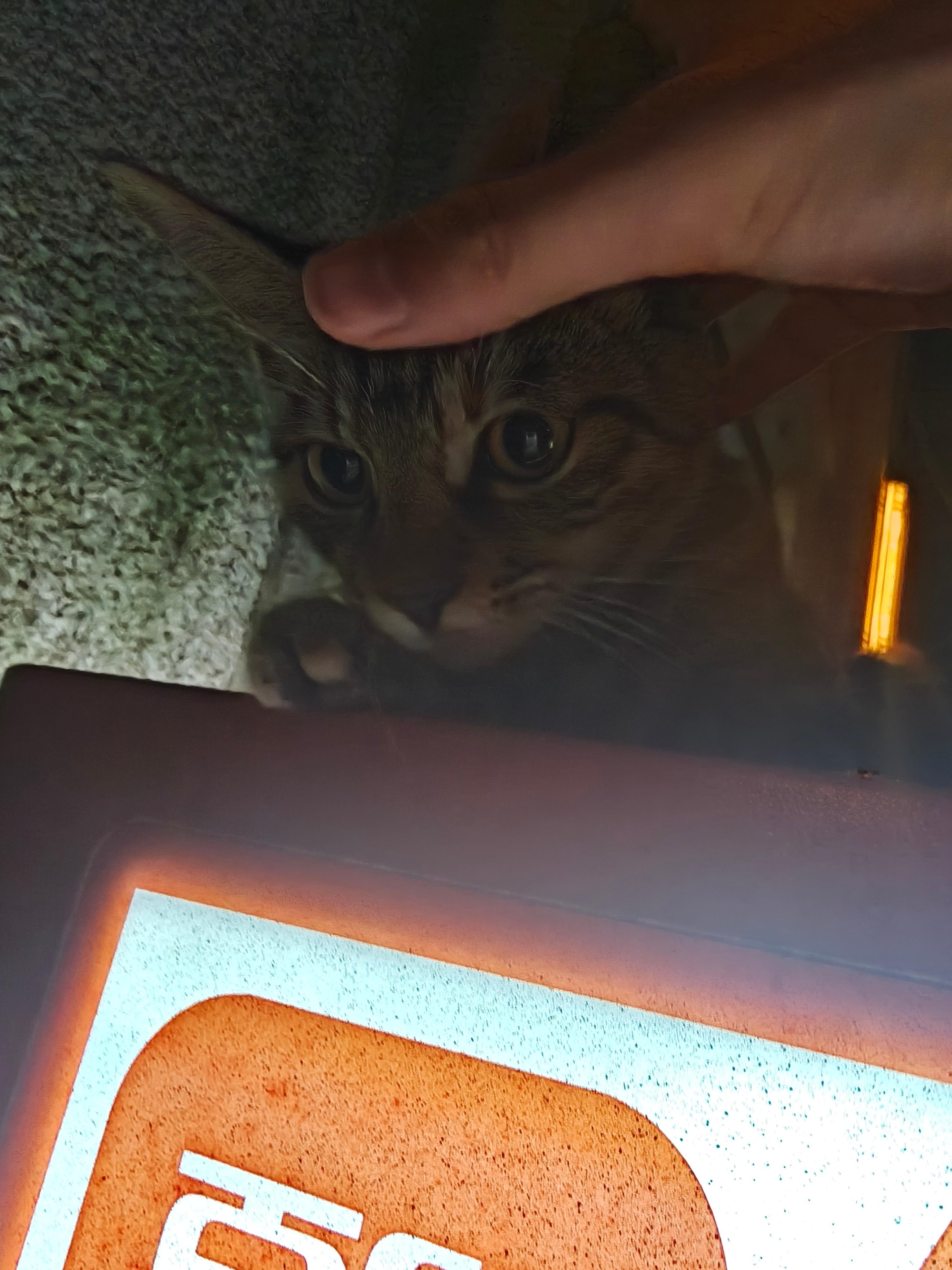 性格这么好的猫猫怎么还没有人领养你