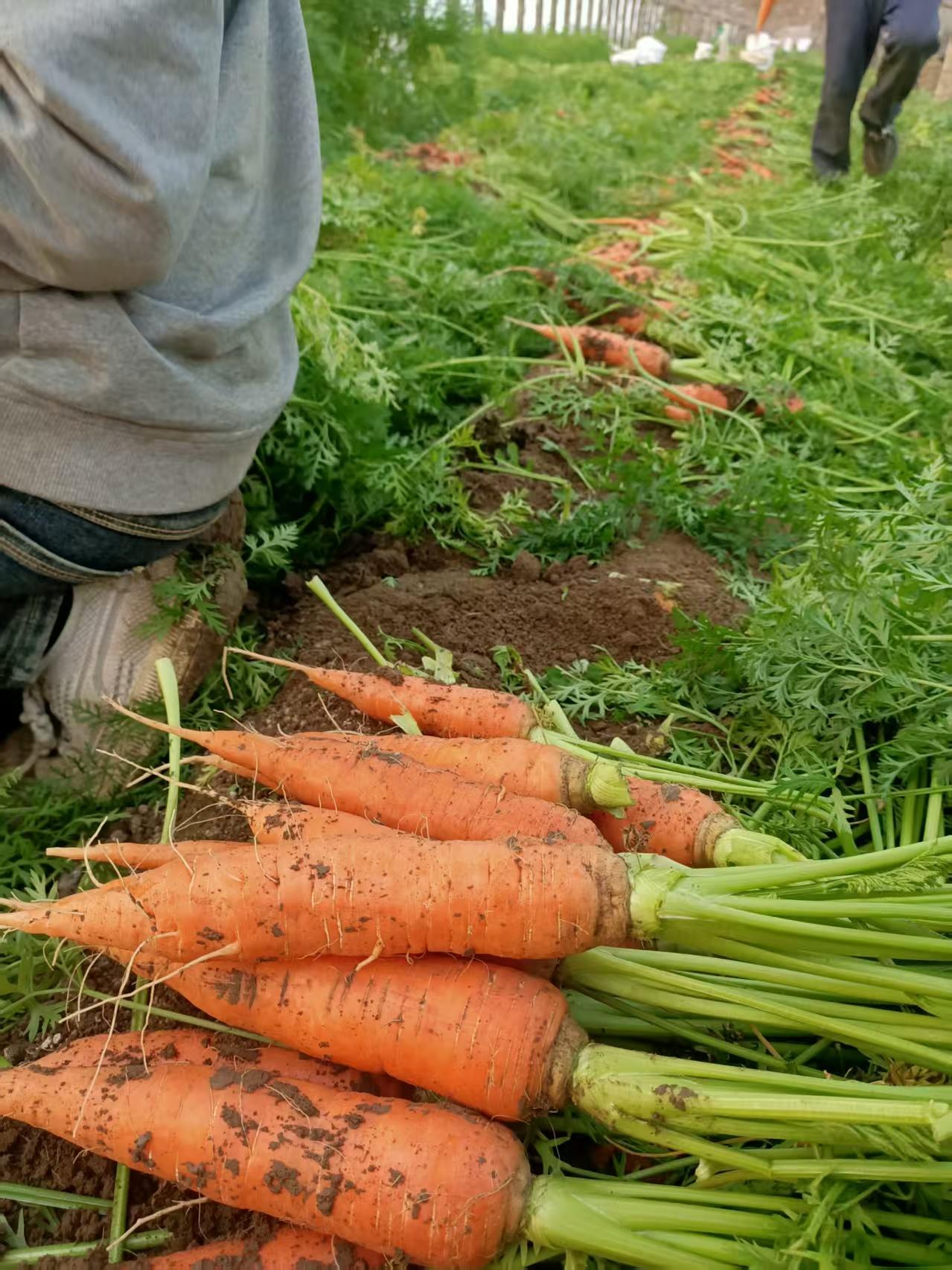 莱西胡萝卜丰收，老婆子组织每天有人挖，有人运，有人卖，物美价廉1元~1.5元/斤