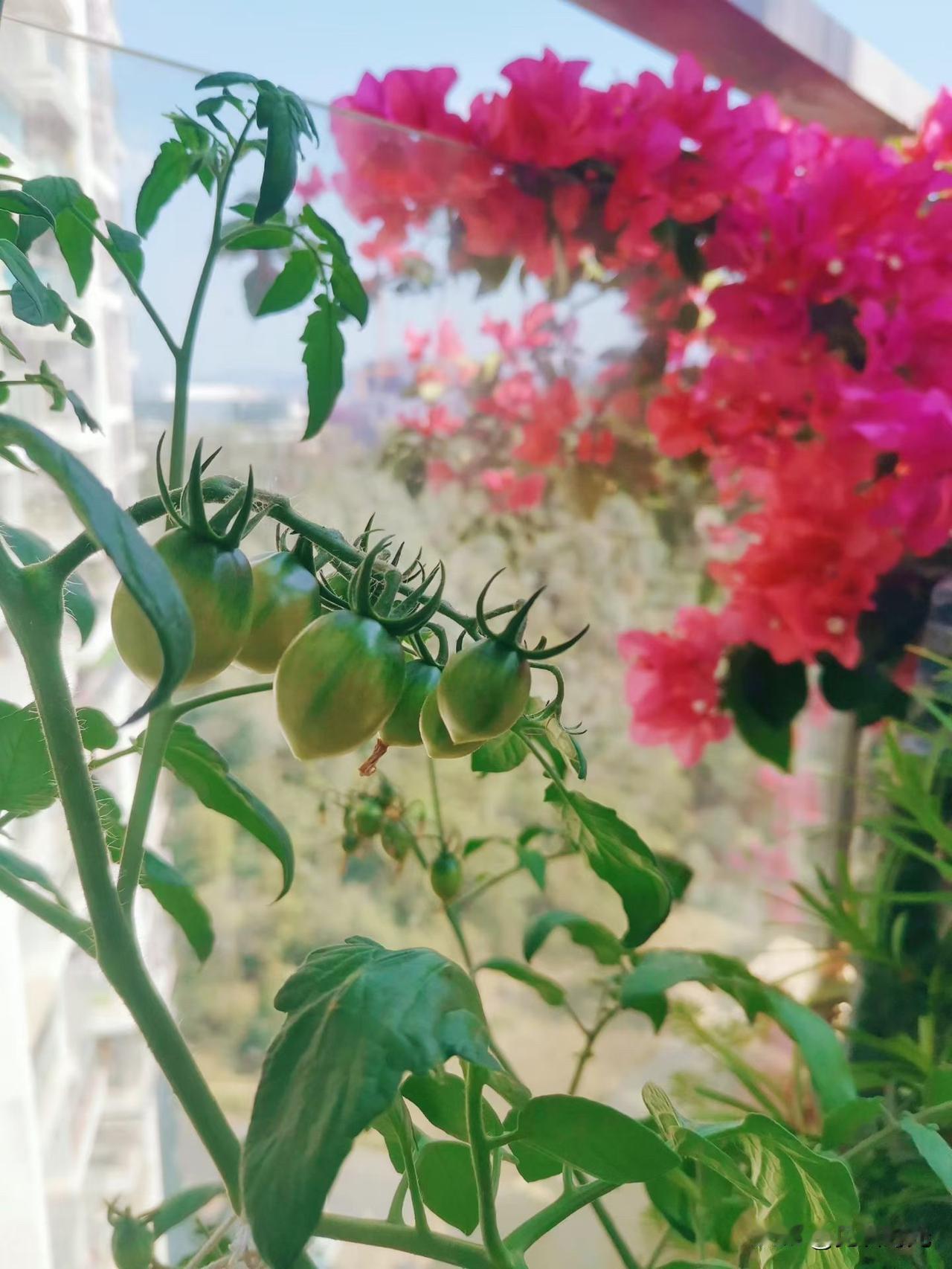 阳台方寸之间，感受春意盎然；尽享时光悠然，静待丰收莅临！

   人到中年，突然