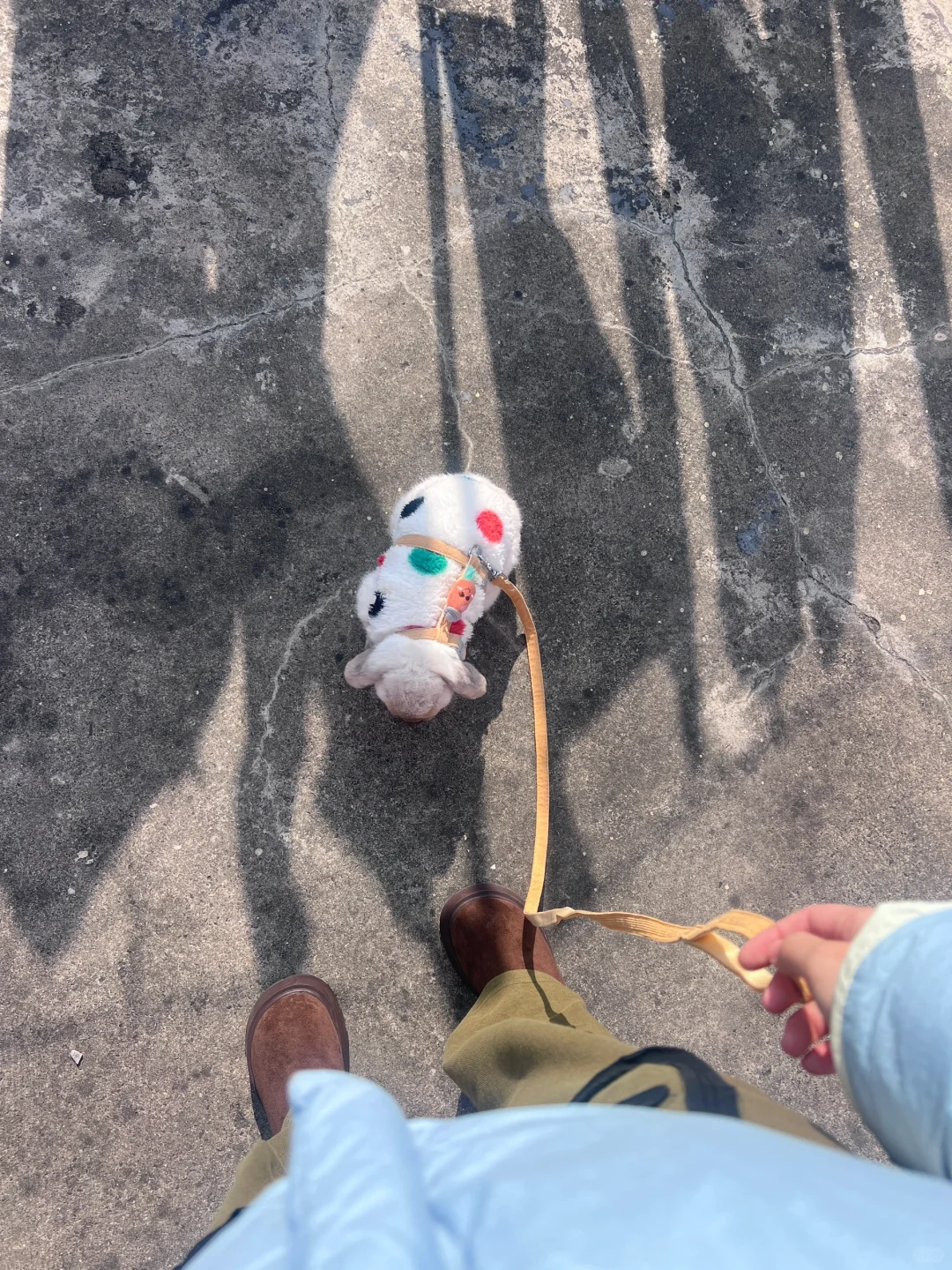 天台遛兔子
