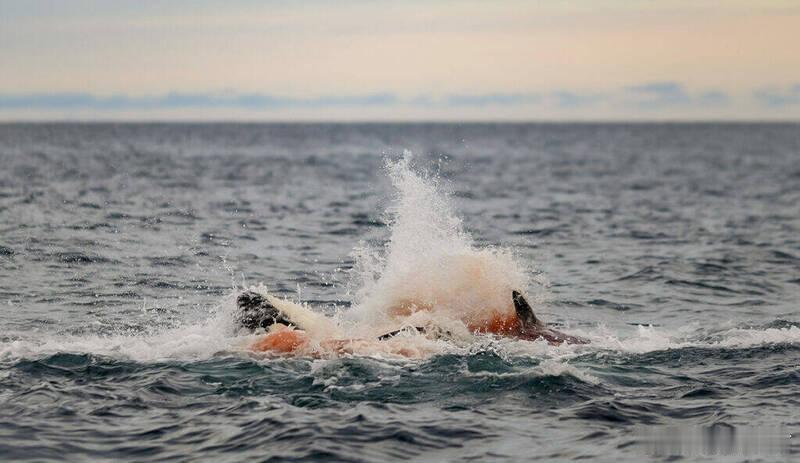 【历史性一刻！挪威团队全球首次拍到野生虎鲸分娩全过程】海外新鲜事 据科学新闻网站