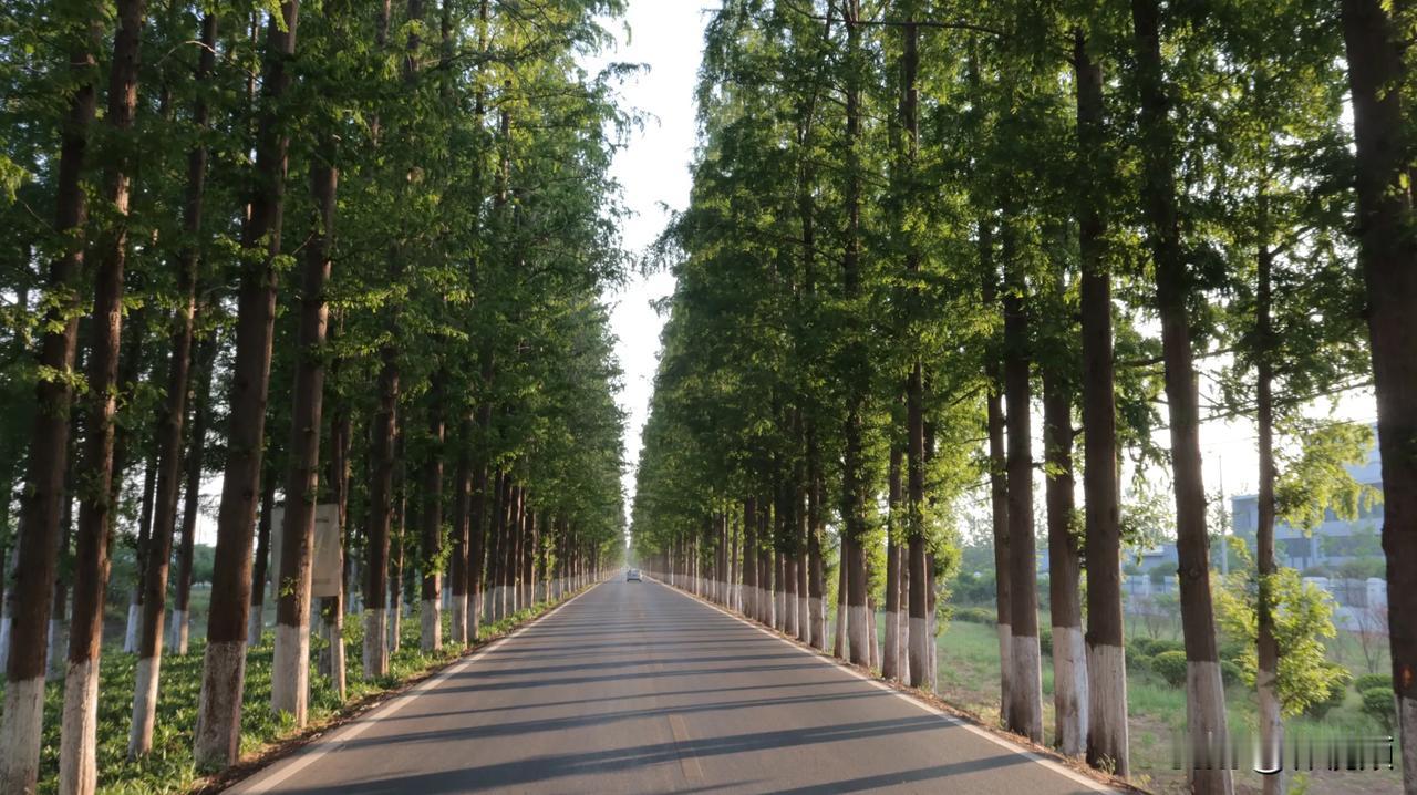 江苏邳州农村，权力最大的不是村支部书记，也不是村主任，而是各组生产队长。
拍三农