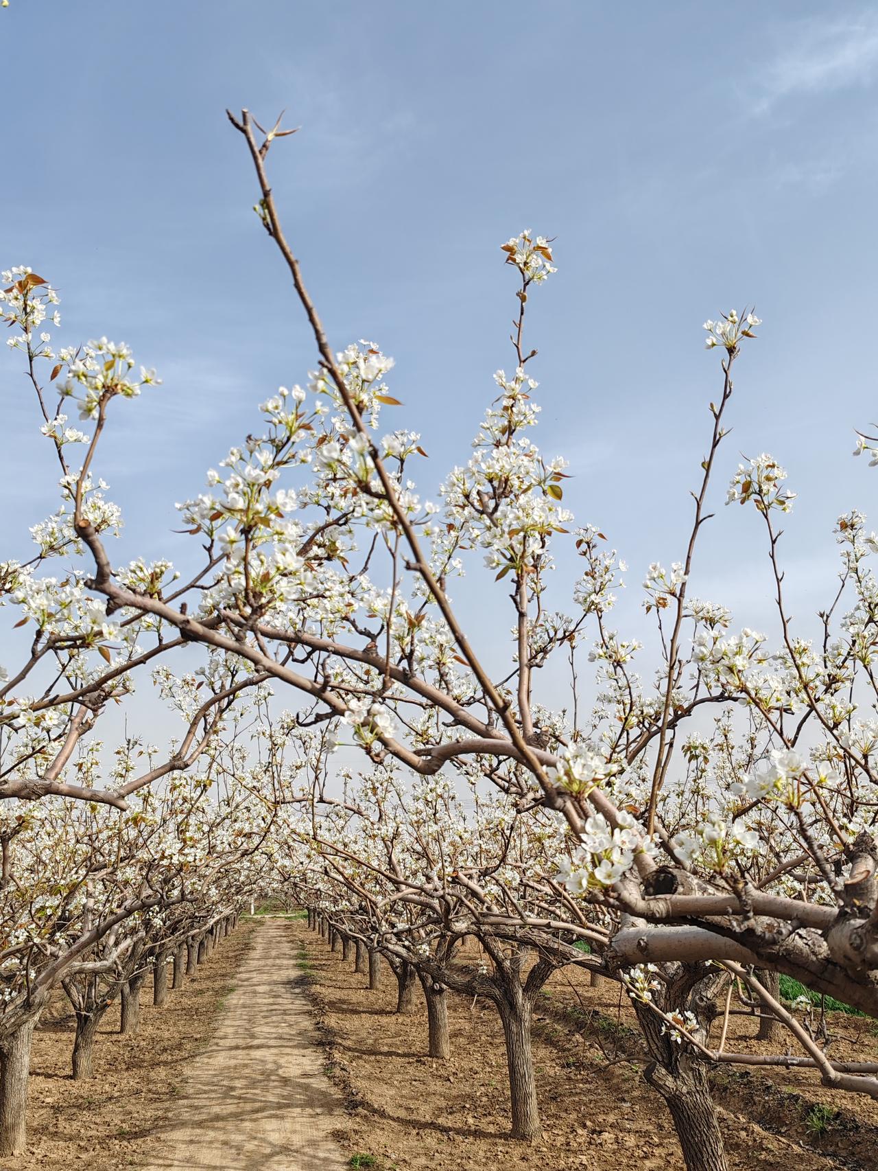 骨里存傲气，
斜眸蔑朱门。
摆尾非我性，
摇头整乾坤。             