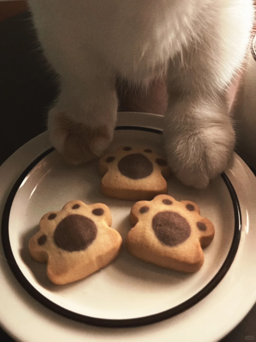 猫咪：请你吃猫爪饼干 