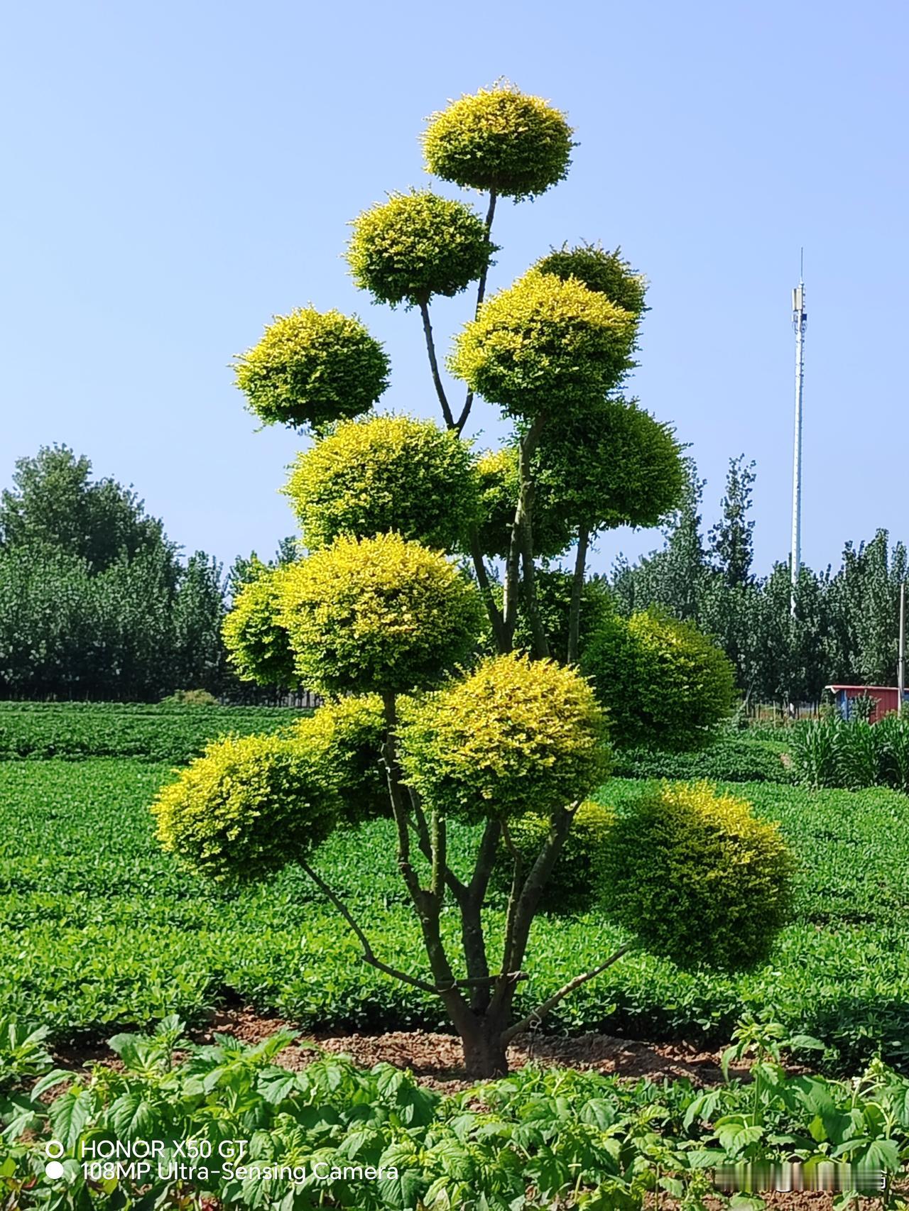 蓝天绿植亮晶晶！