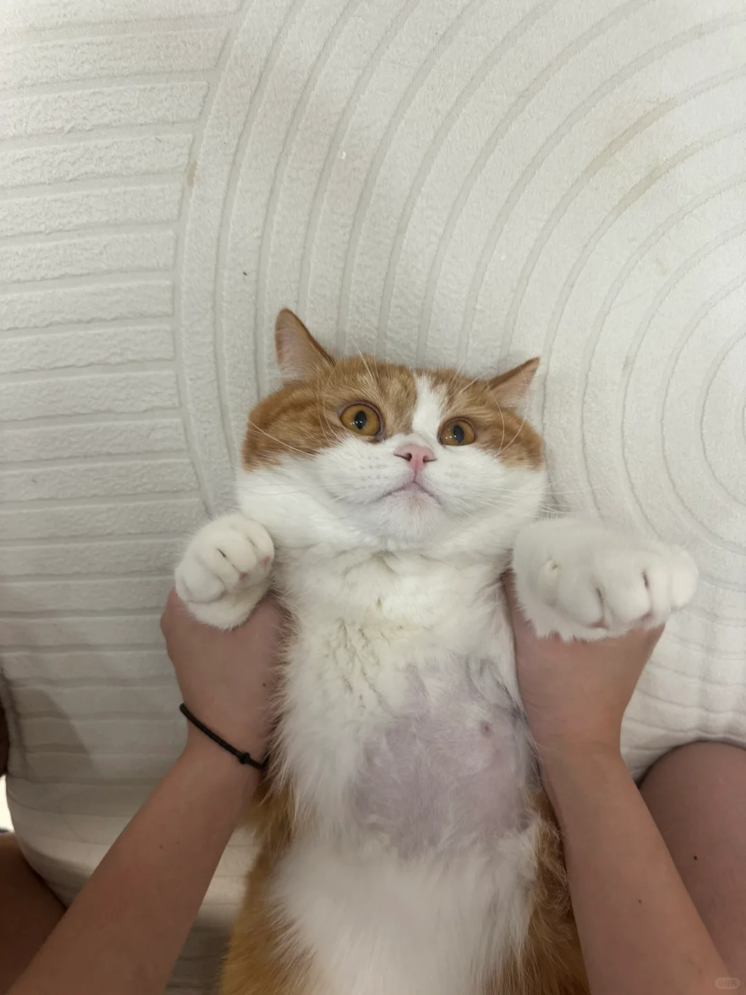 是哪只没胸毛的宝宝要妈妈亲亲