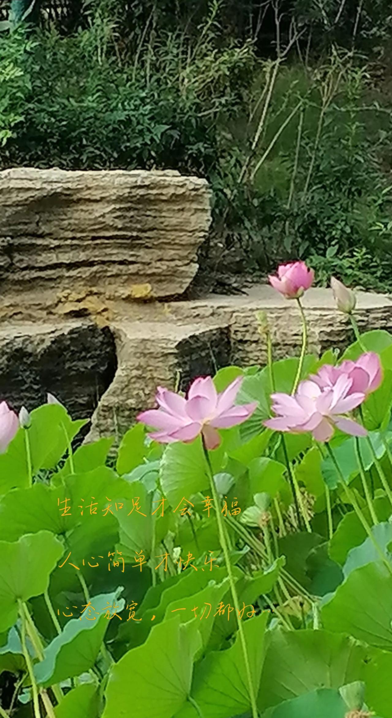 夏日美好，生活充满阳光！荷花自然美