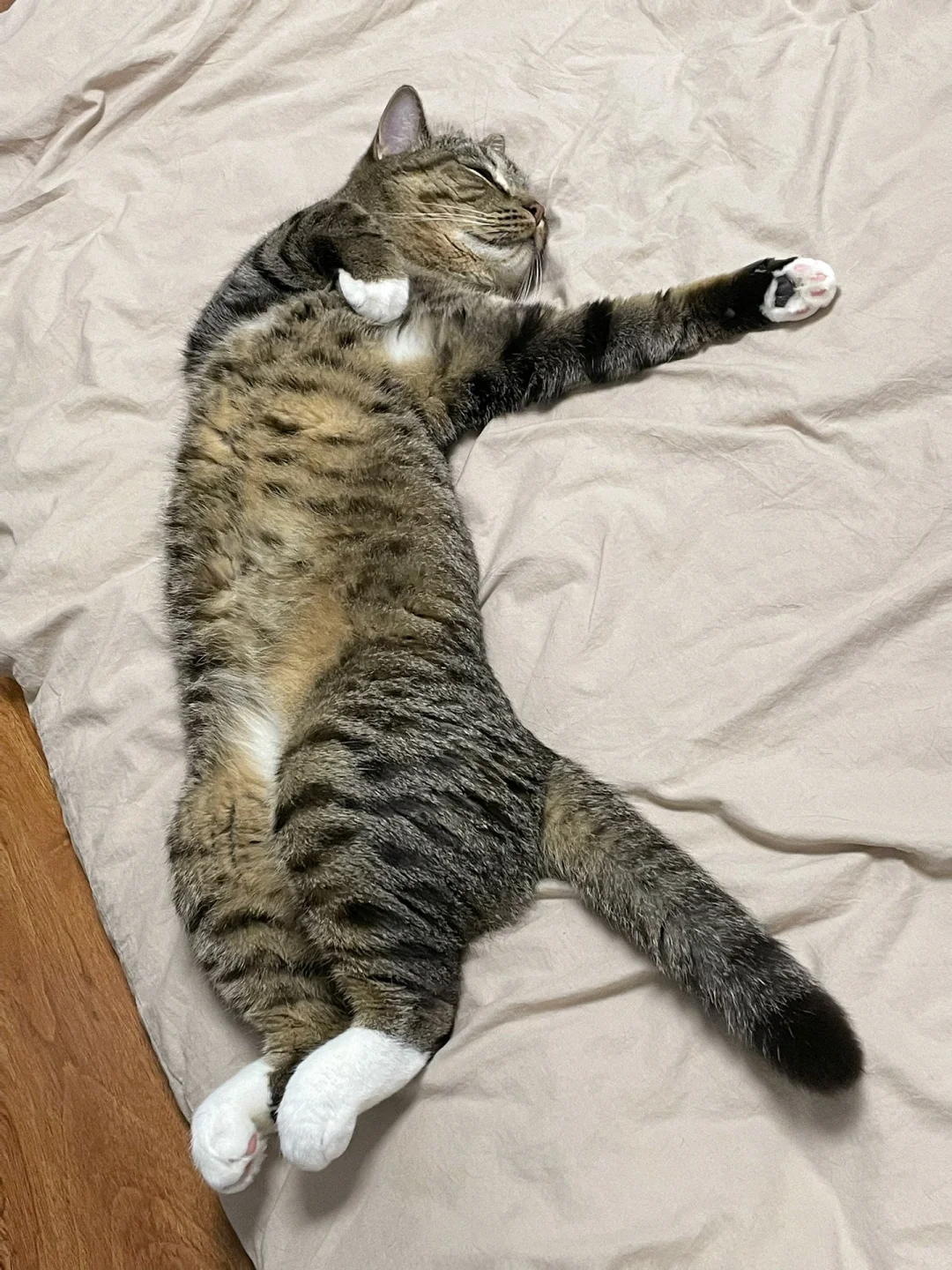 猫瘾犯了！想看你家小猫睡觉幸福的样子📸！