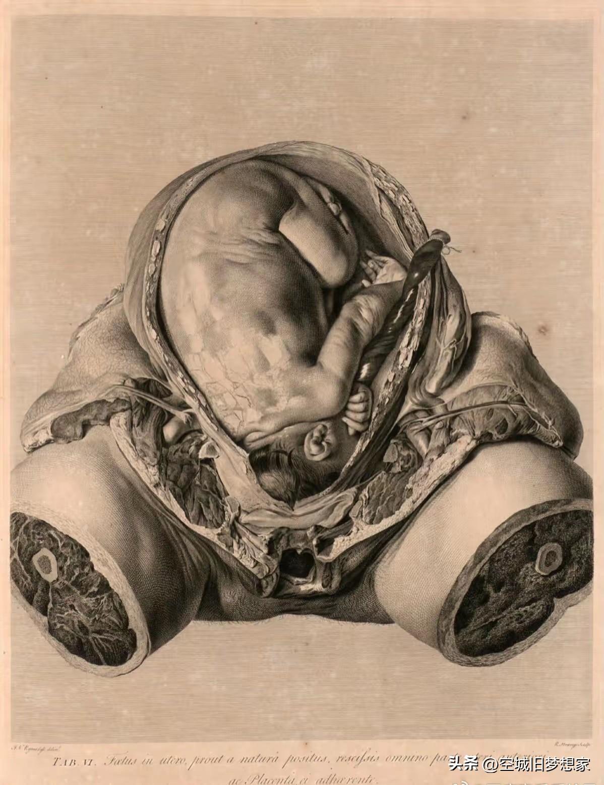 这张经典的子宫与胎儿解剖铜版画，出自苏格兰解剖学家 威廉·亨特（William 