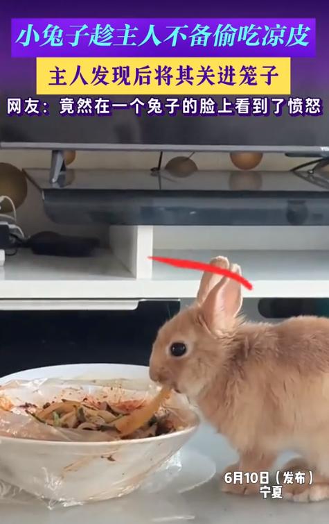 笑不活了！宁夏，男子家里养的兔子，竟然趁他不注意，偷吃一碗全是辣油的凉皮，男子气