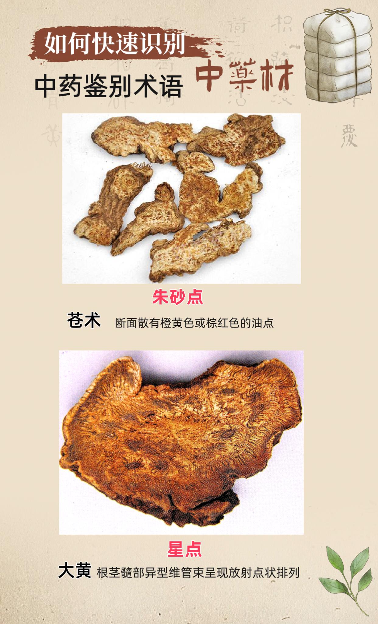 中药鉴定 如何快速识别中药材。中药鉴别术语：星点——大黄  朱砂点——苍术