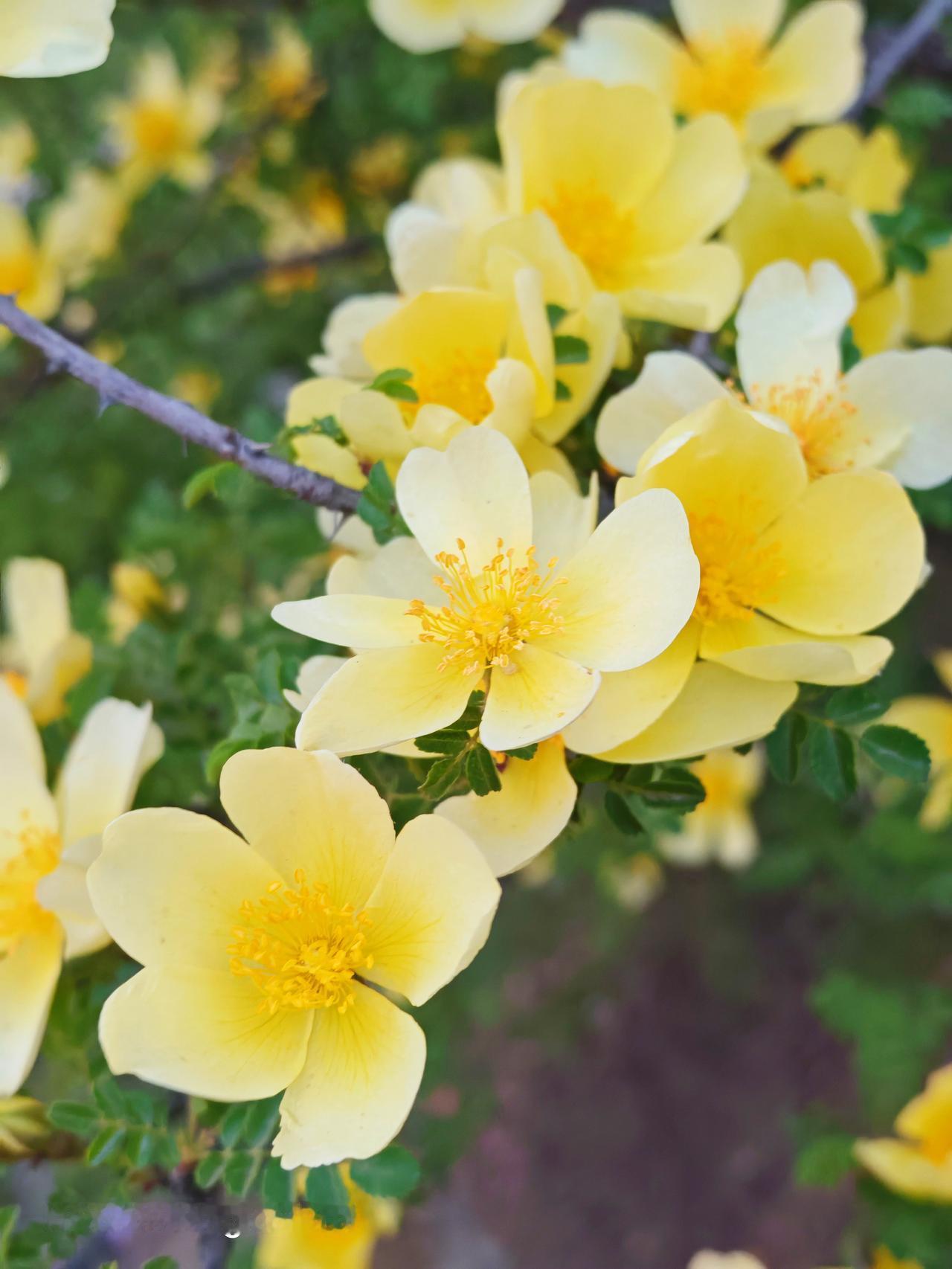 郎芳园里的刺玫瑰，光是想想就觉得美。玫瑰本就浪漫，带刺更添几分神秘。
刺玫其实就