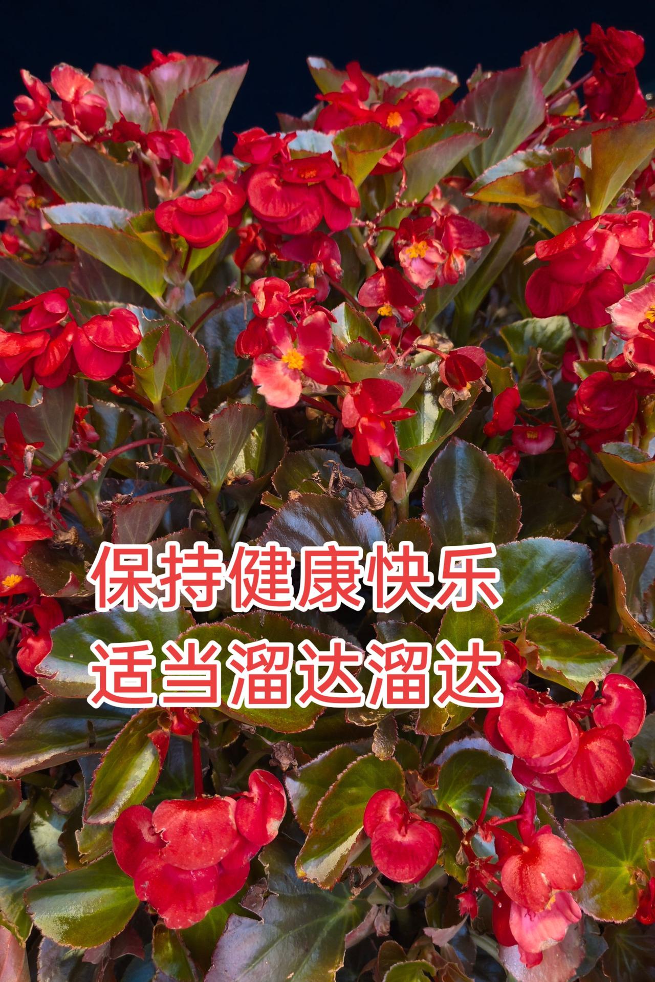 🌺这泼天的红！谁看了不迷糊～🌸保持快乐超简单，出门遛弯撞见春天！💃