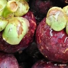 种植山竹种植方法:🌱 种子处理与播种获取并清洗种子：吃完山竹后，将果核（种子）
