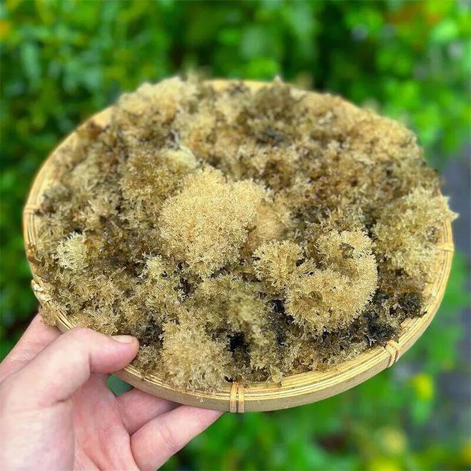 奋进长征路网络贵州行 昨天在赤水市，吃到了一道难得的地方菜，竹燕窝，到底是什么植