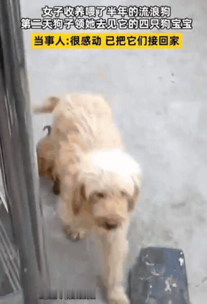 河南一女子投喂流浪狗半年，意外发现狗子怀孕，她对狗子说：“以后能不能送一只小狗给