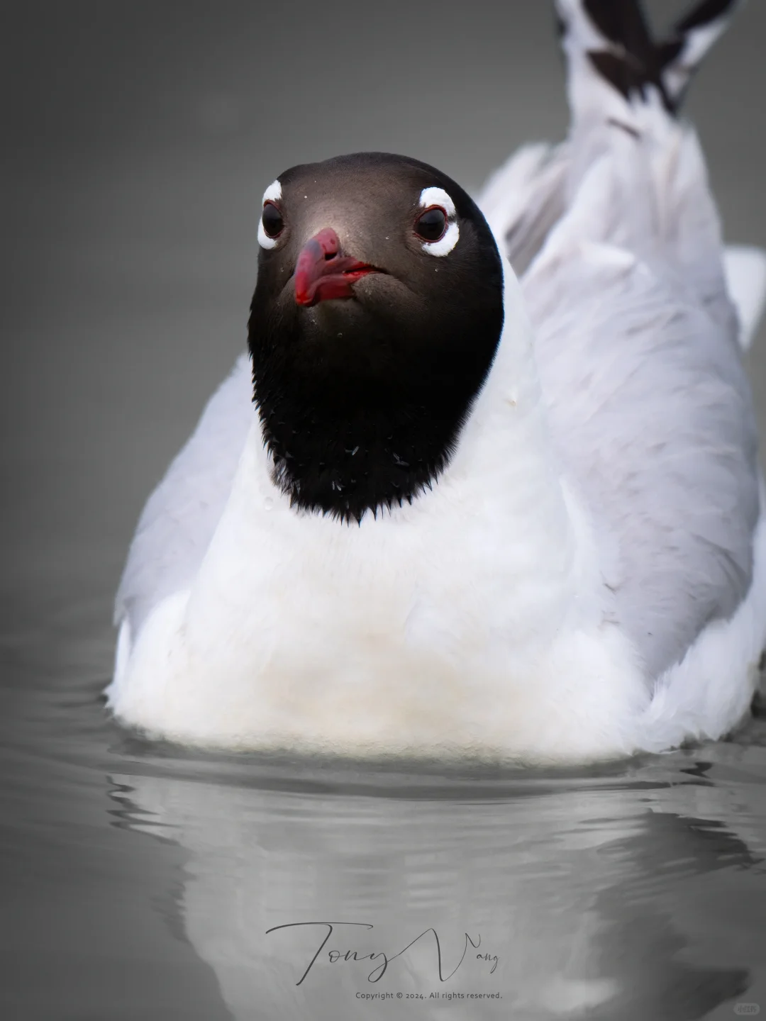 仙气飘飘？蒙面大盗！遗落的国家一级保护动物