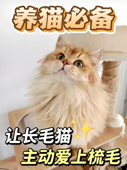一学就会✅让猫咪从此爱上梳毛