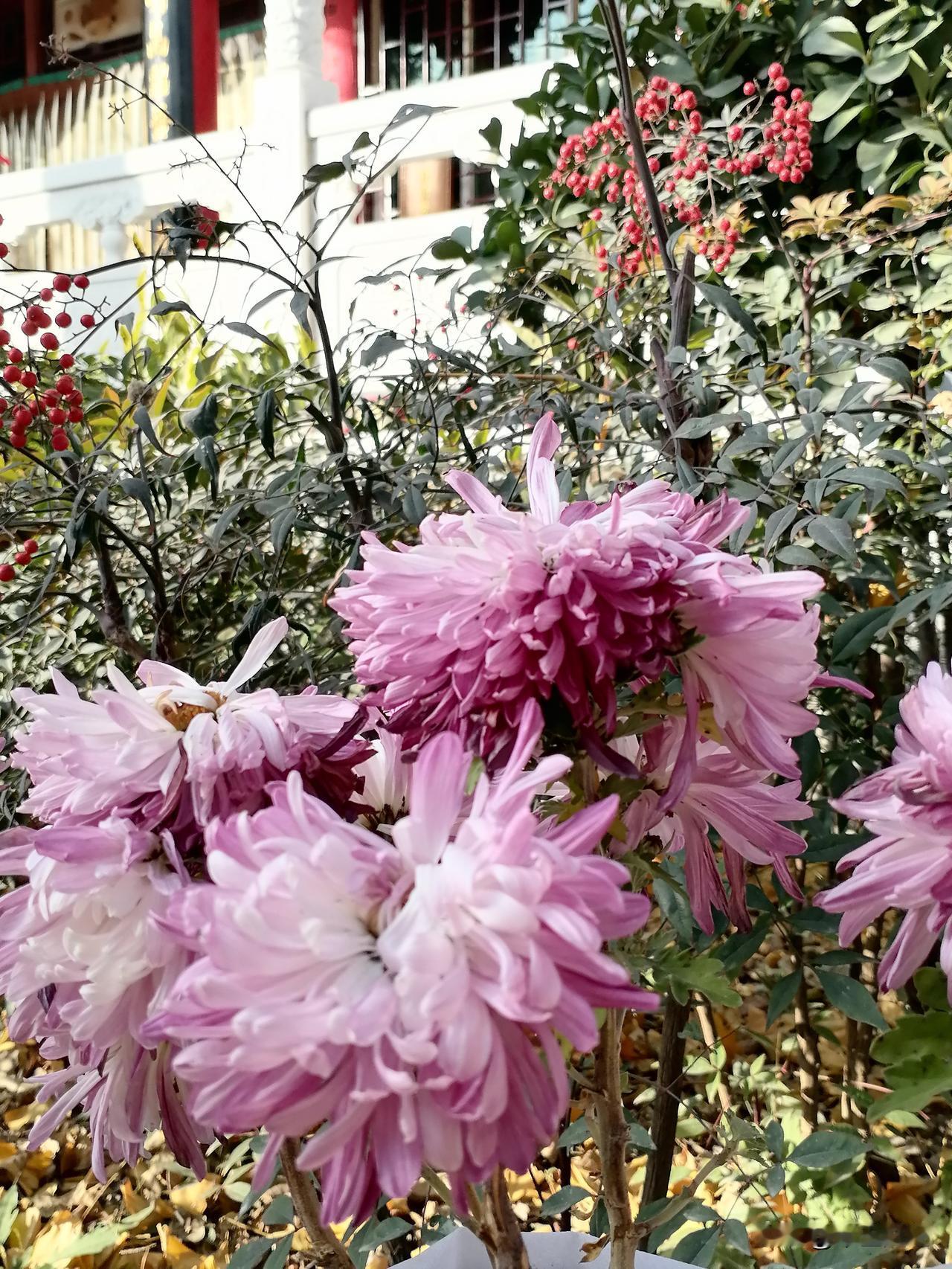 随拍公园花草树木