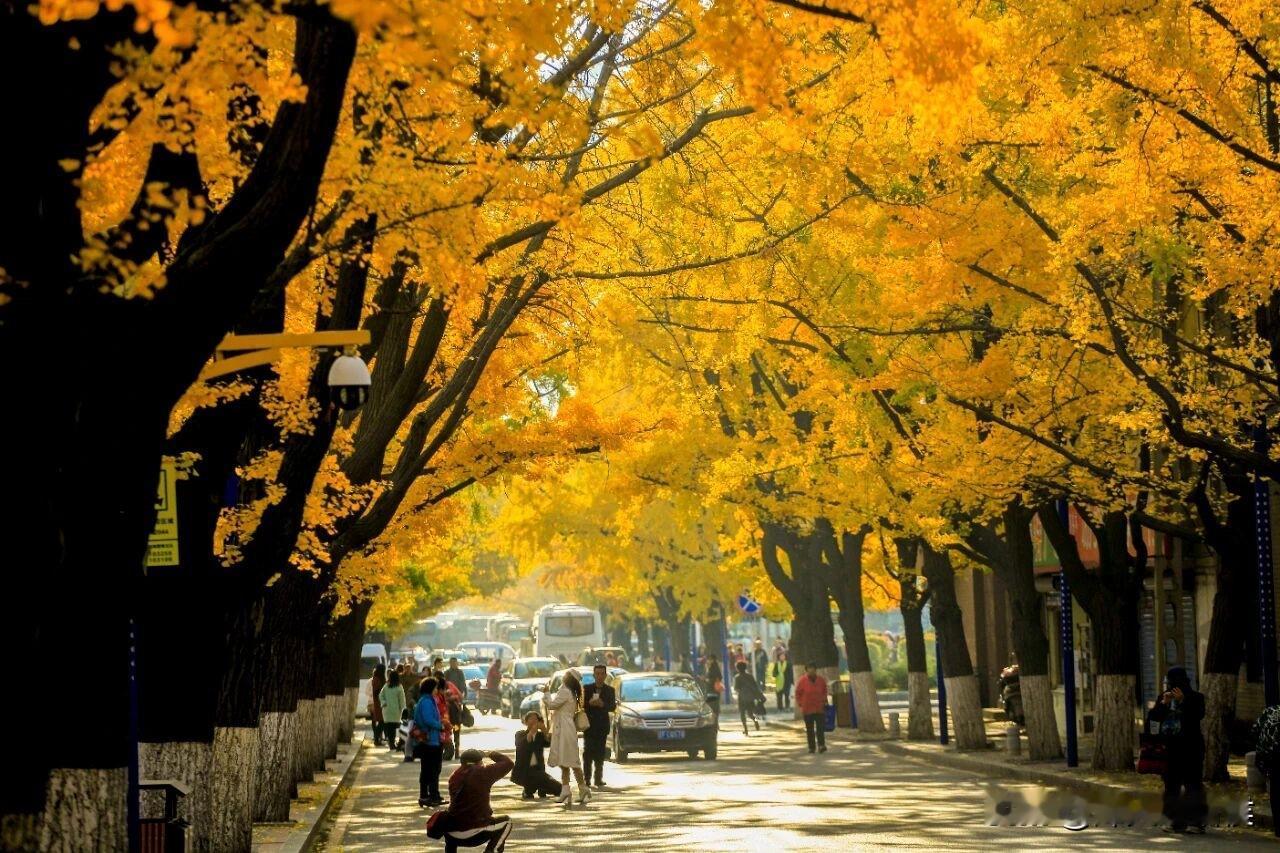 丹东百年银杏，等你赴一场金黄之约

朋友们，想欣赏绝美银杏盛景

那一定不能错过