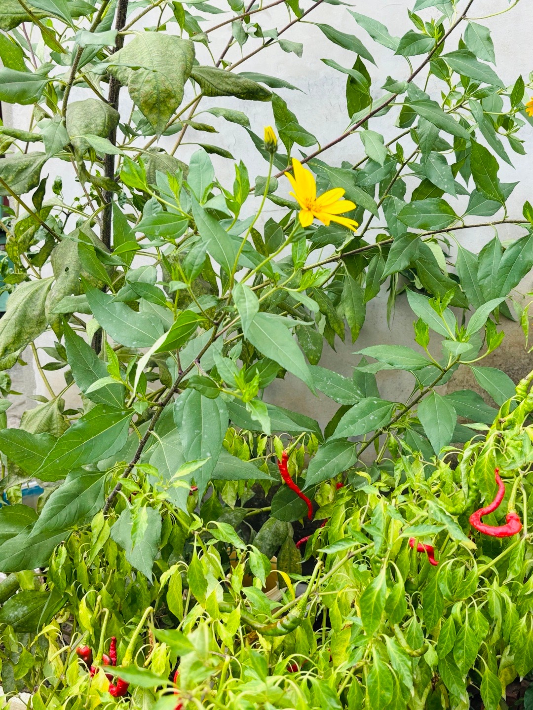 ㊗️大家中秋 快乐～知道这是种的嘛？一种咸菜的植物。  ​​​