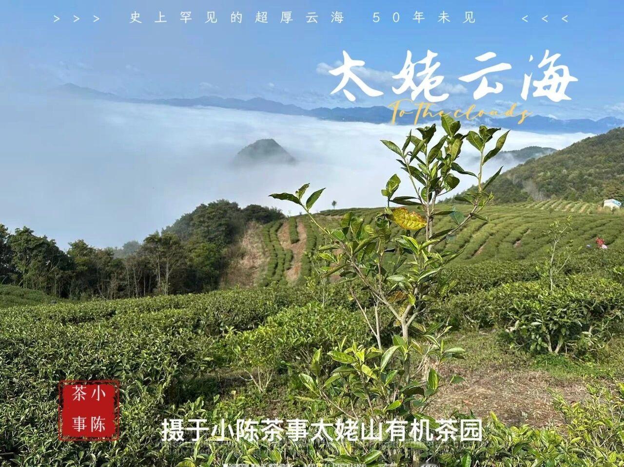 为什么要喝海拔高的茶？
高山云雾出好茶，得天独厚的生态环境，让高海拔的茶品质更出