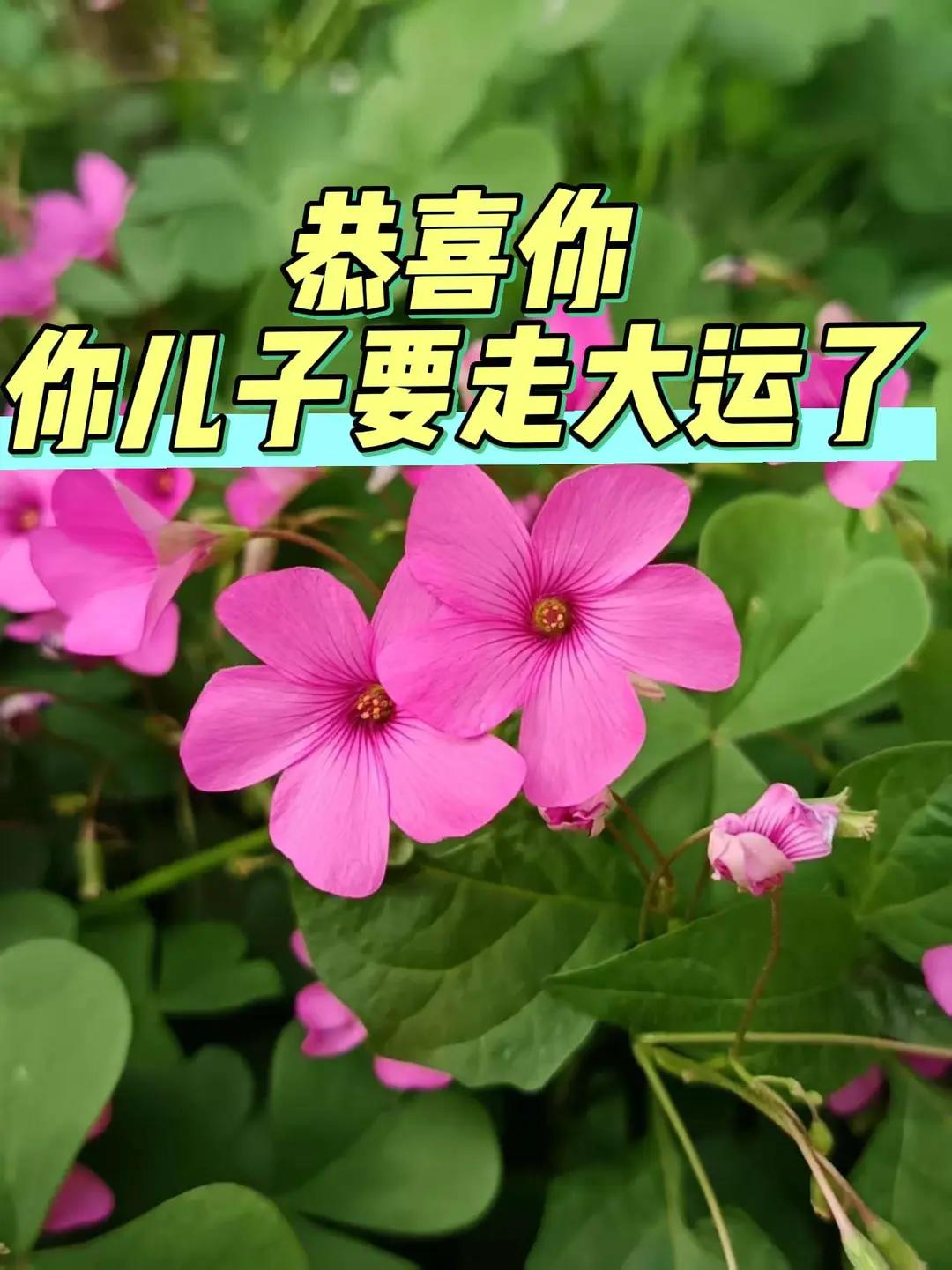 恭喜你，你儿子要走大运了。植物科普 用一张照片证明你是花友 晒晒你拍的花 图文