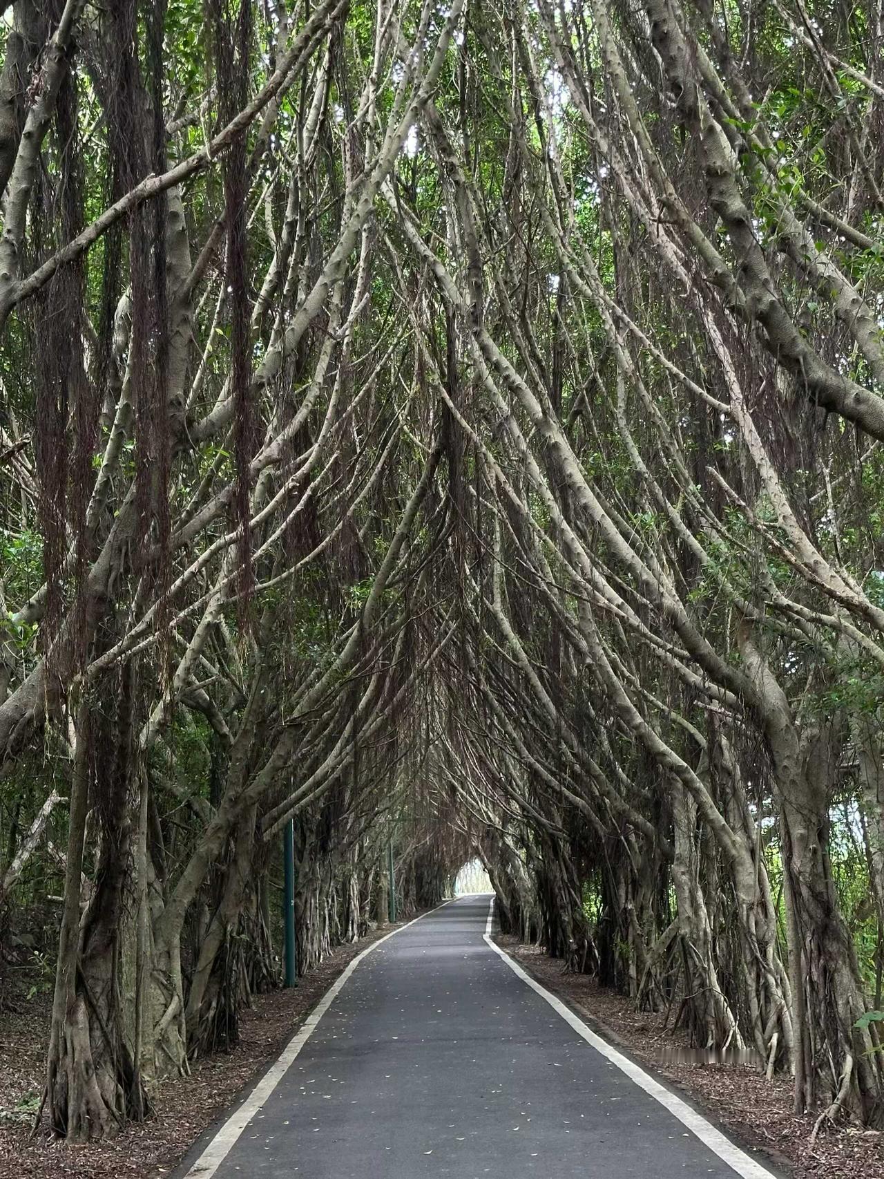 （原创）
秘林通道……