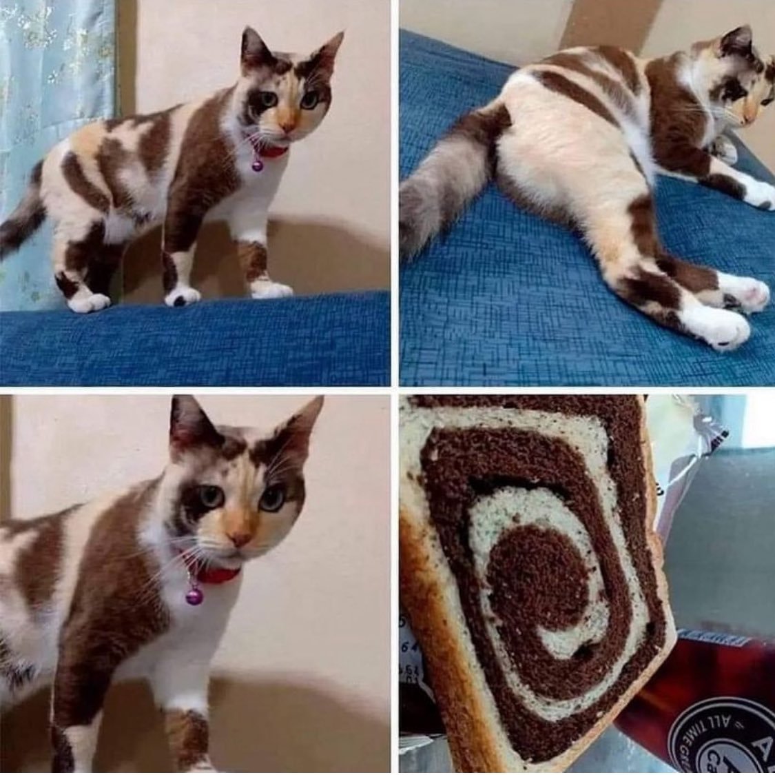 猫猫被做成面包啦[哆啦A梦害怕] ​​​