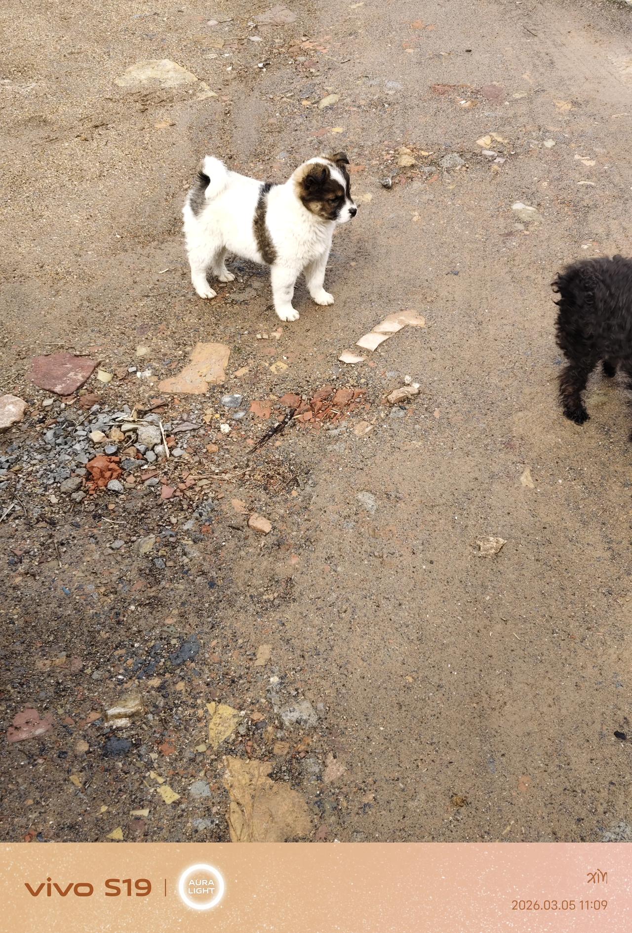 这只小狗看起来毛茸茸的，像一团小棉花糖，白棕相间的毛色让它显得格外可爱。

它正