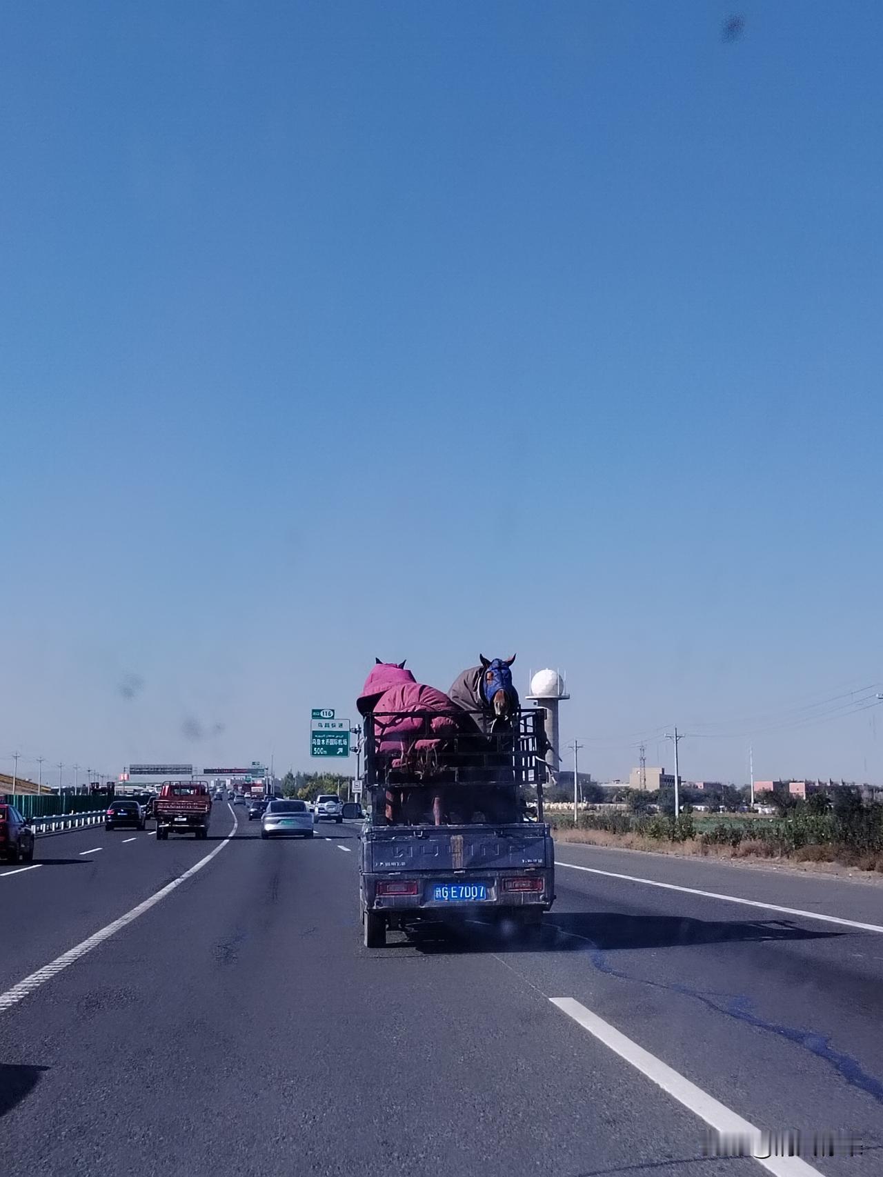 昨天在往昌吉的路上遇到一辆塔城牌照的皮卡车，车上拉着两匹枣红色的马，厢栏板不高，