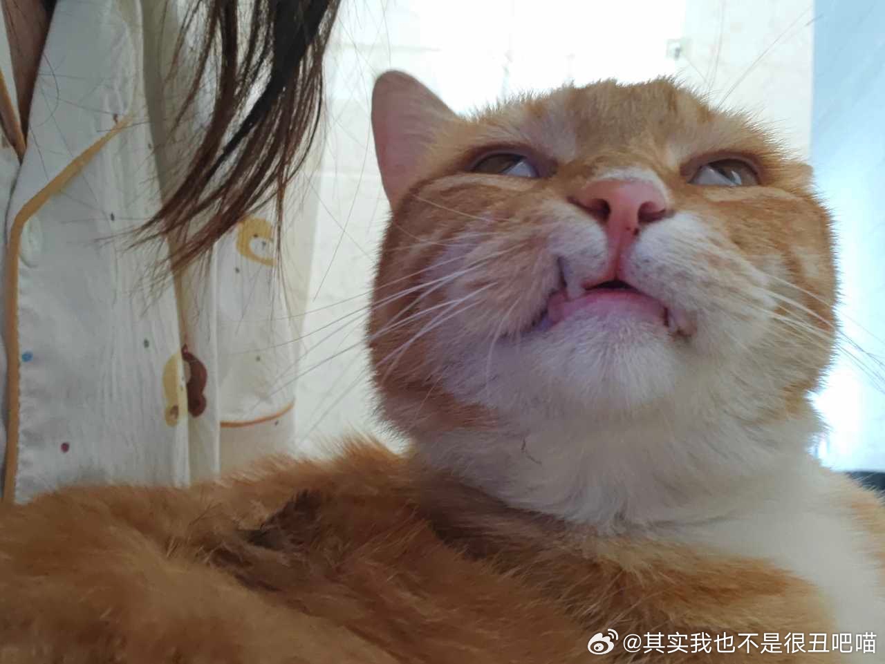 50638【丑猫】咋长这样 
