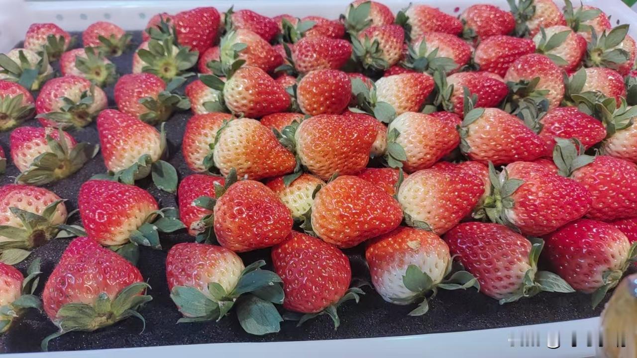 记录我的2026草莓上市了