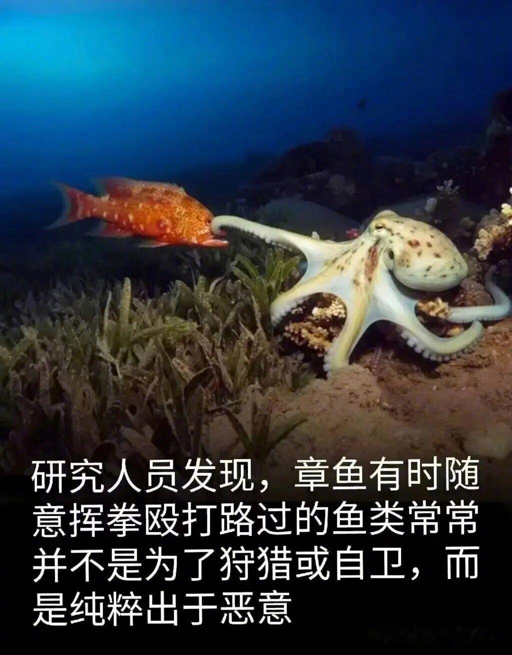 冷不丁梆梆就两拳其实也不能怪他，作为一个高智商生物，没手机玩太无聊了。 