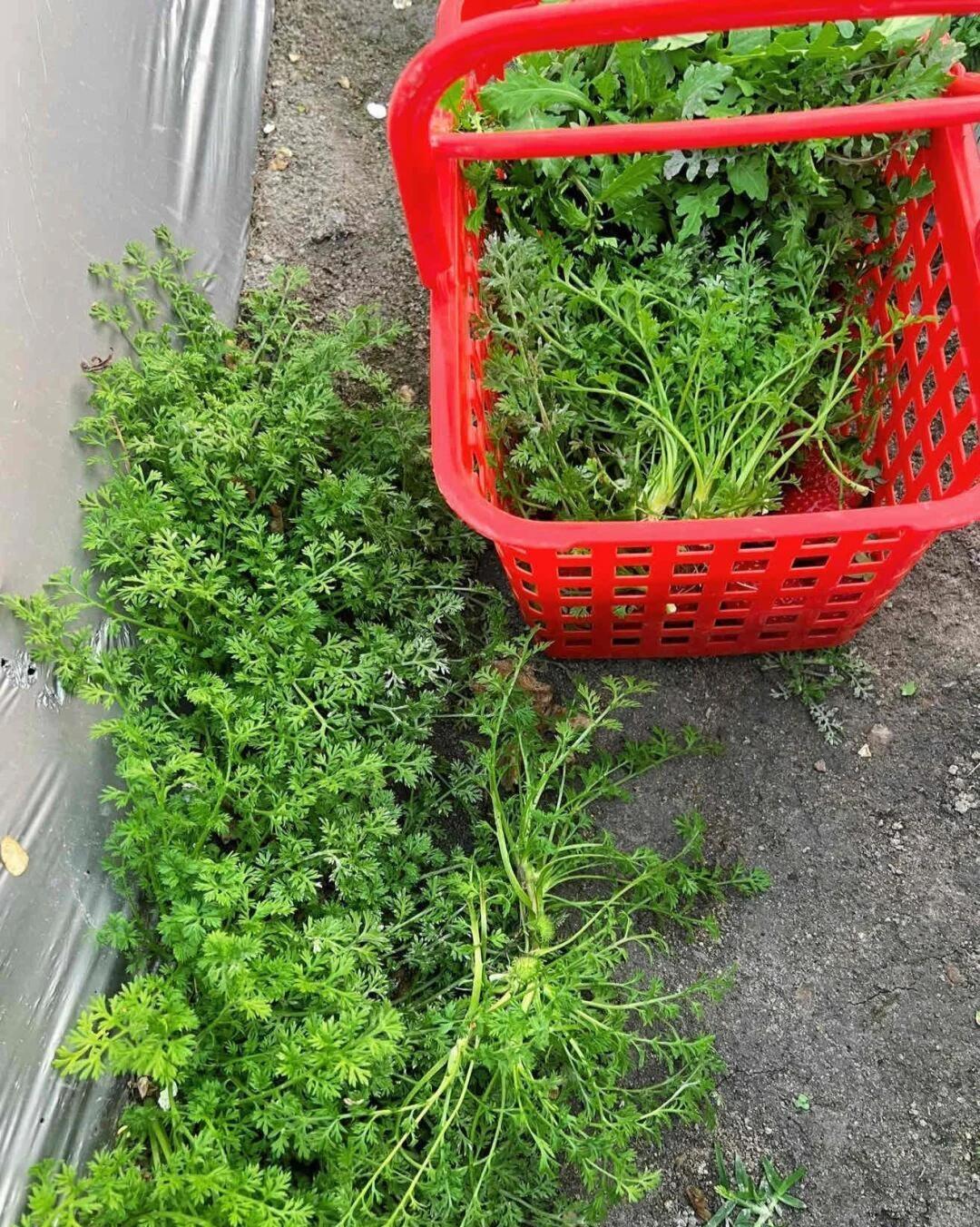 认识图片中的植物吗？
图片中是胡萝卜叶（也常被误认成香菜/茴香），还有一部分香菜