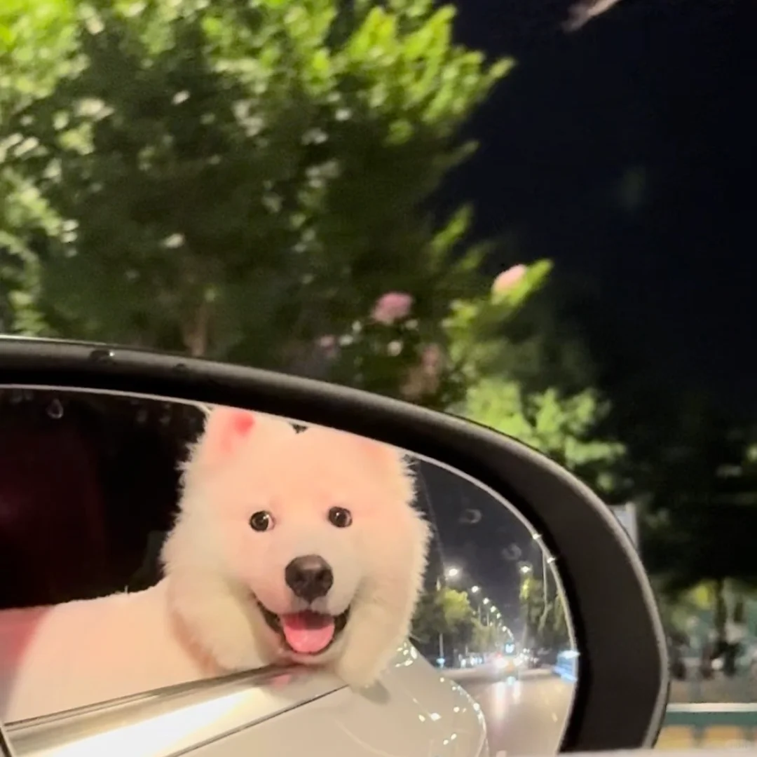快乐到变形的兜风小狗 🐕