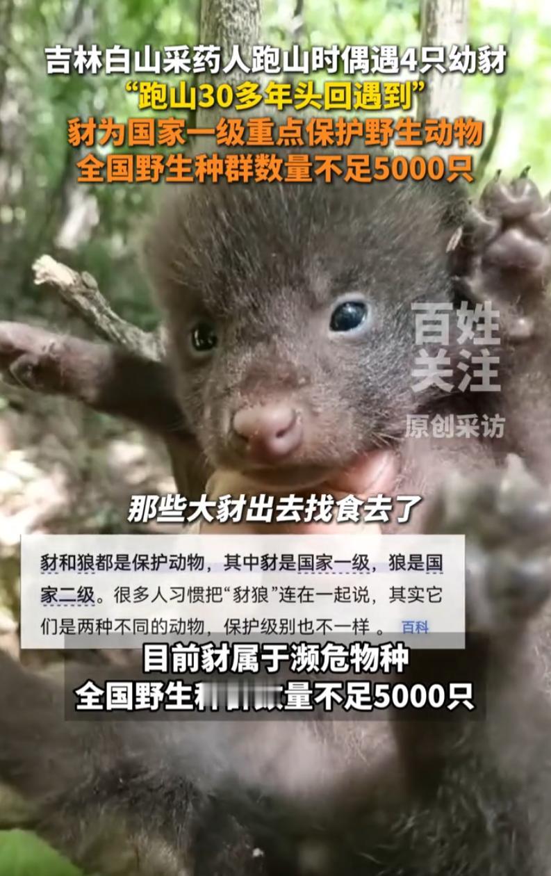 吉林白山，一名三十年资深跑山男子，采药时偶然发现树洞中的四只野生幼豺，伸手触摸查