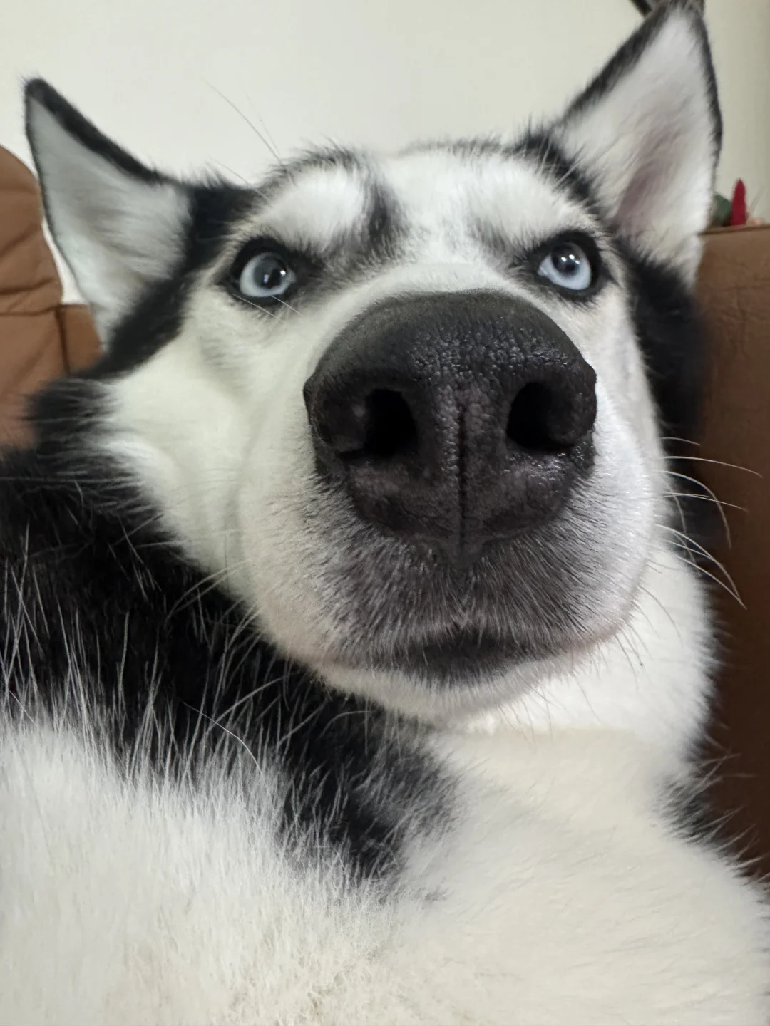 kiss kiss 亲亲我的大狗