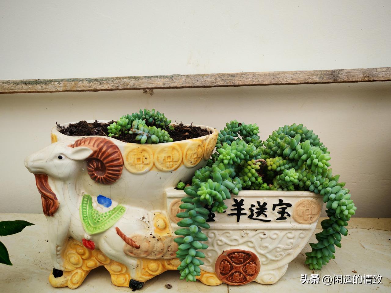 旅居贵州安顺的这段日子，我们把房东家的露台打理得满是鲜活气息。

9月6日拿到露