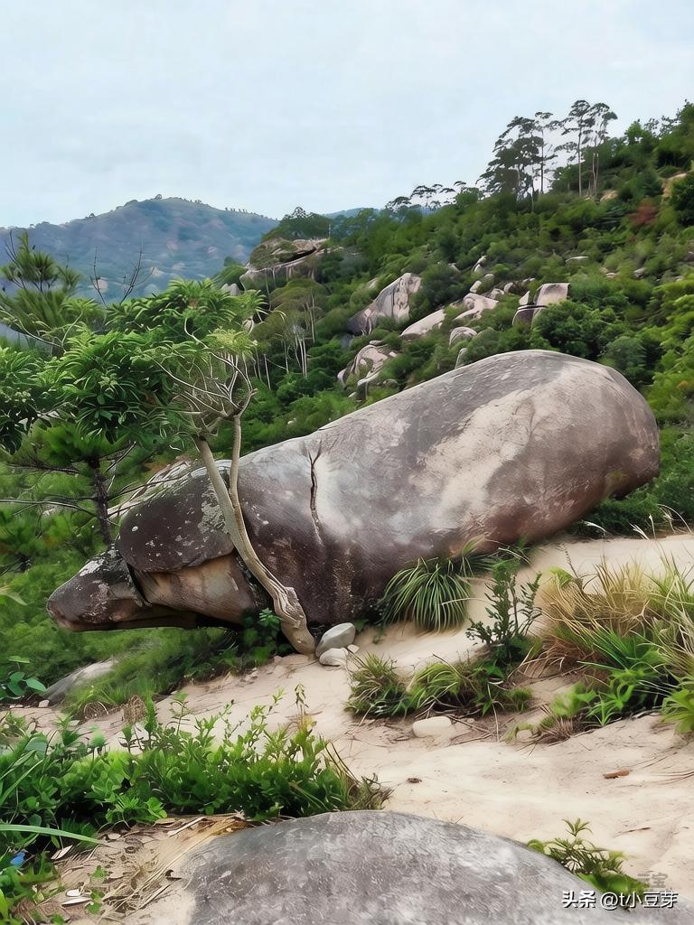 和发小山里游玩
惊现“天蓬元帅”！这吨位也太真实了！
看这拱嘴、这肥膘！趴在这儿